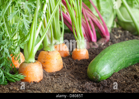 Beaucoup de légumes biologiques frais dans le jardin de plus en plus libre Banque D'Images