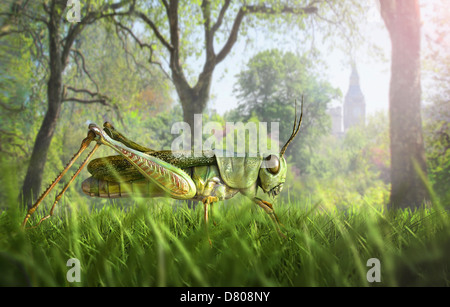 Illustration du cricket en herbe Banque D'Images