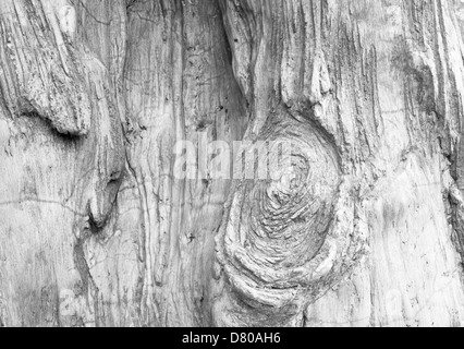 Motif arbre anneaux annuels de vieux bois. Banque D'Images