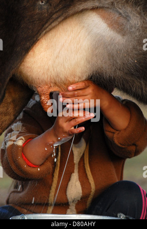 Laits fille kirghize une vache dans le highland les pâturages de montagne au lac Song Kul. La région de Naryn, Kirghizistan Banque D'Images