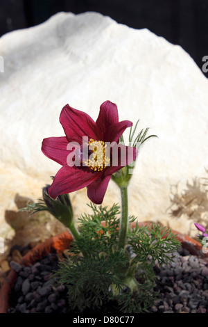 PULSATILLA VULGARIS. EVA CONSTANCE.PASQUE FLOWER. Banque D'Images