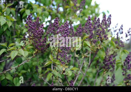 Brighton Sussex UK 16 mai 2013 - Les lilas au célèbre parc lilas à Brighton sont extrêmement tard cette année en fleurs Banque D'Images