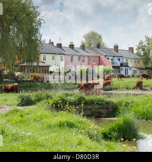 L'Angleterre, dans le Suffolk, Sudbury, bovins buvant dans le bief sur Foulonnage Pit prairie, avec des maisons aux couleurs traditionnelles derrière. Banque D'Images