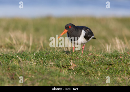 Eurasion huîtrier pie (Haematopus ostralegus) en quête de nourriture dans les marais Banque D'Images