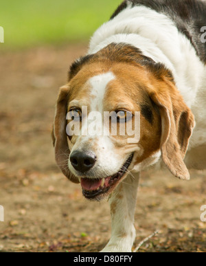 Portrait de chien beagle pure race la chasse dans la zone Banque D'Images