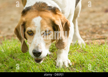 Portrait de chien beagle pure race la chasse dans la zone Banque D'Images