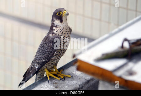 Un adulte Le Faucon pèlerin (Falco peregrinus) est perché à côté de son nid au-dessus de Leipzig, Allemagne, 16 mai 2013. Les employés de l'Wanderfalkenschutz e. C. (Faucon pèlerin protection association) joints toriques sur trois jeunes faucons sur les 90 mètres de l'hôtel Westin Leipzig. Les scientifiques peuvent étudier la vie de l'oiseau de proie menacée par le marquage des oiseaux. Photo : SEBASTIAN WILLNOW Banque D'Images