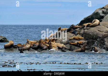 La mer du Nord stellaire de Steller (Eumetopias jubatus) sortis de l'Garcin Rocks Parc National Gwaii Haanas Banque D'Images