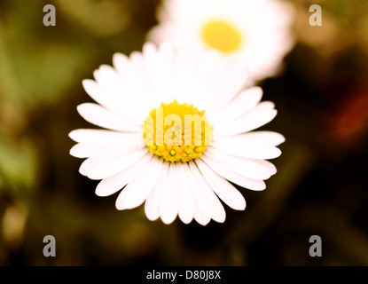 L'analyse macro de fleurs Daisy. Selective focus au milieu de fleur Banque D'Images