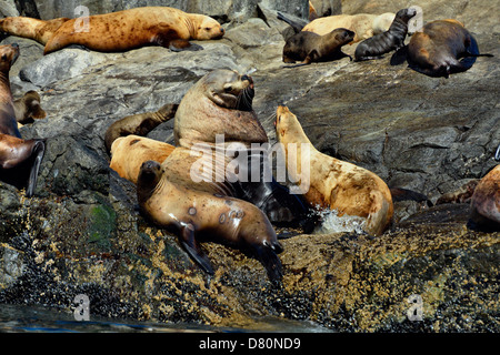 La mer du Nord stellaire de Steller (Eumetopias jubatus) sortis de l'Garcin rochers du parc national Gwaii Haanas, en Colombie-Britannique, Canada Banque D'Images