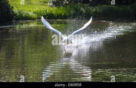 Mâle agressif (Cygne tuberculé Cygnus olor) défendre son territoire pendant la saison de reproduction Banque D'Images