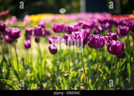 ARLINGTON, Virginie, États-Unis — les tulipes violettes fleurissent au Carillon néerlandais, à côté du cimetière national d'Arlington et du mémorial Iwo Jima. Donné pour la première fois en 1954, le Carillon a été déplacé à son emplacement actuel en 1960. C'était un cadeau des pays-Bas aux États-Unis en remerciement de l'aide américaine pendant la seconde Guerre mondiale Banque D'Images