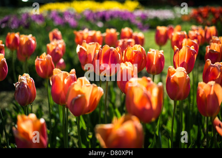 ARLINGTON, Virginie, États-Unis — des tulipes de couleur fleurissent à la base du Carillon néerlandais, à côté du cimetière national d'Arlington et du Mémorial Iwo Jima. Donné pour la première fois en 1954, le Carillon a été déplacé à son emplacement actuel en 1960. C'était un cadeau des pays-Bas aux États-Unis en remerciement de l'aide américaine pendant la seconde Guerre mondiale Banque D'Images