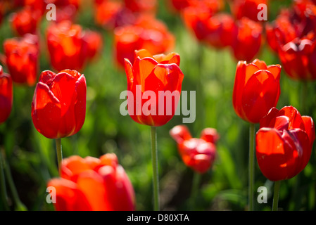 ARLINGTON, Virginie, États-Unis — de belles tulipes rouges en fleurs au Carillon néerlandais, à côté du cimetière national d'Arlington et du mémorial Iwo Jima. Donné pour la première fois en 1954, le Carillon a été déplacé à son emplacement actuel en 1960. C'était un cadeau des pays-Bas aux États-Unis en remerciement de l'aide américaine pendant la seconde Guerre mondiale Banque D'Images