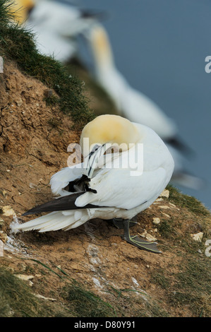 Un fou de Bassan (Sula bassana, Morus bassanus) preens plumage ses plumes sur une falaise rocheuse Banque D'Images