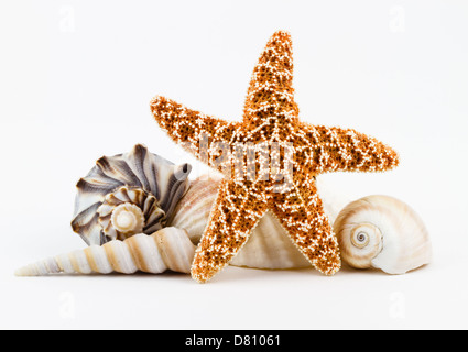 Étoile de sucre et divers coquillages isolé sur un fond blanc. Banque D'Images