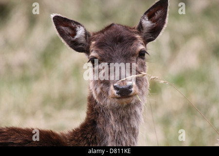 Portrait en gros plan de la tête et le corps d'une femme le daim (Dama dama) Banque D'Images