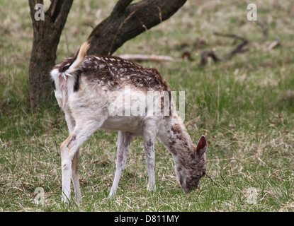 Close-up portrait of a female cerf Daim (Dama dama) Banque D'Images