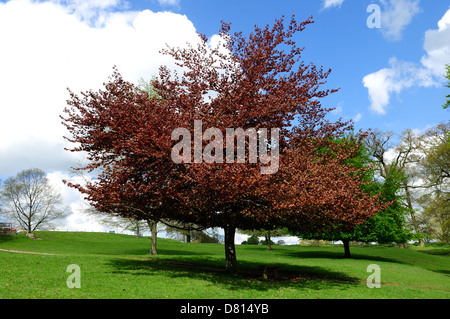 Copper Beech Tree.printemps en Angleterre. Banque D'Images