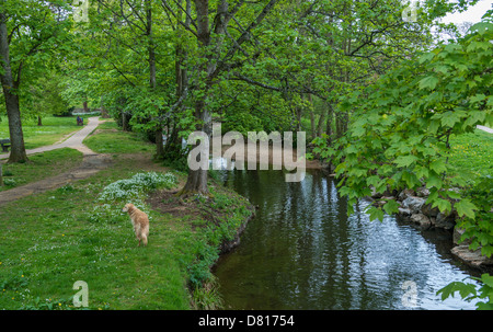 La ville de Sidmouth, Devon, Angleterre. 13 mai 2013. Chien ayant l'exercice au revoir, jardins et parc, Cornwall, Devon. Banque D'Images