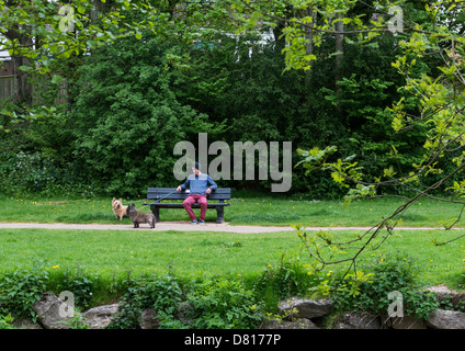 La ville de Sidmouth, Devon, Angleterre. 13 mai 2013. Homme assis sur un banc de parc avec deux chiens à l'adieux, Sidmouth, Devon. Banque D'Images