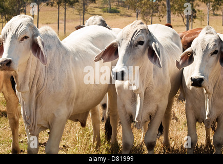 Troupeau de bovins australiens gris trois vaches Brahman pour l'industrie de la viande Banque D'Images