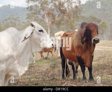 Le Brahman des bovins dans un ranch australien Banque D'Images