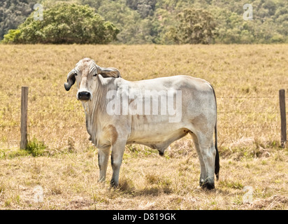 Le Brahman des bovins dans un ranch australien Banque D'Images