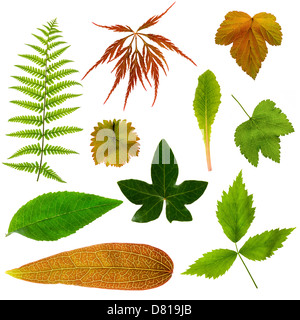 Collecte de feuilles sur un fond blanc Banque D'Images