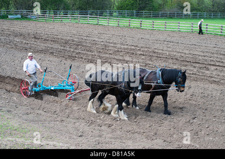 Champ de labour avec chevaux lourds avant la plantation de pommes de Beamish Museum North East England UK Banque D'Images