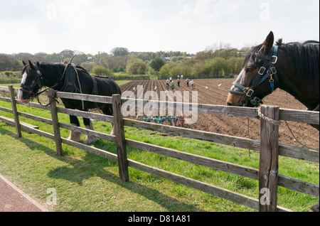 Deux lourds chevaux de labour après la plantation de pommes de terre champ de Beamish Museum North East England UK Banque D'Images