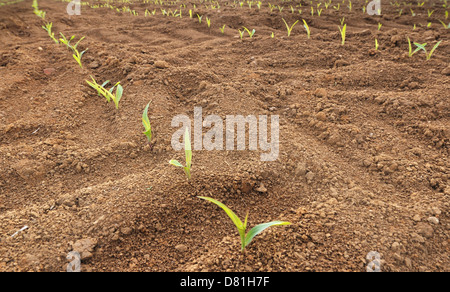 Close-up d'une rangée de plants de maïs dans un champ Banque D'Images