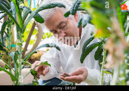 Young Scientist examining plants in greenhouse Banque D'Images