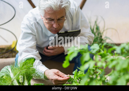 Young Scientist examining plants in greenhouse Banque D'Images