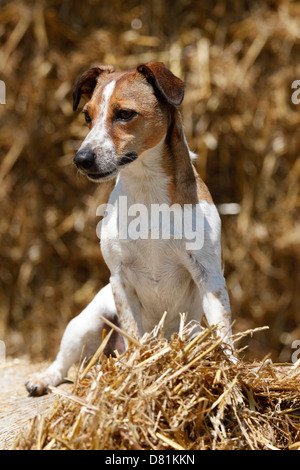 Assis Jack Russell Terrier Banque D'Images