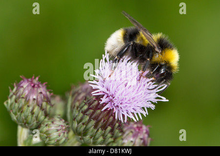 Coucou gitane, Bumblebee Bombus bohemicus, se nourrissant de Chardon des champs Cirsium arvense Banque D'Images