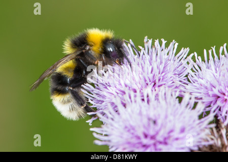 Coucou gitane, Bumblebee Bombus bohemicus, se nourrissant de Chardon des champs Cirsium arvense Banque D'Images