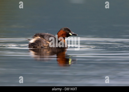 Grèbe castagneux Tachybaptus ruficollis, en plumage nuptial, Banque D'Images