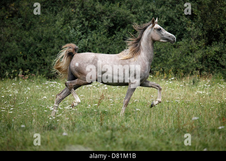 Cheval Arabe au trot Banque D'Images