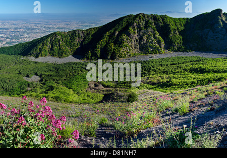 Italie Campanie Vesuvius National Park Mt Somma coulée de l'éruption du cratère 1944 Naples fg rouge de valériane Centranthus ruber Banque D'Images