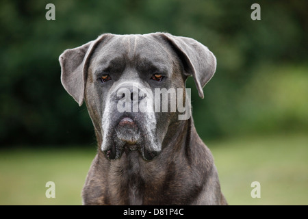 Cane Corso Portrait Banque D'Images