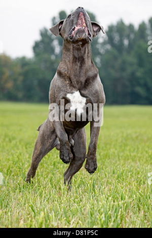 Cane Corso saut Banque D'Images