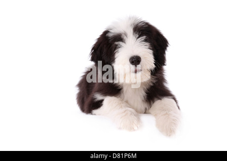 Bearded Collie Puppy Banque D'Images