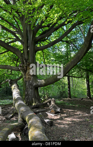 Hêtre (Fagus sylvatica) au printemps. Surrey, Angleterre, peut. Note de la direction générale des morts les tempêtes d'hiver. Banque D'Images