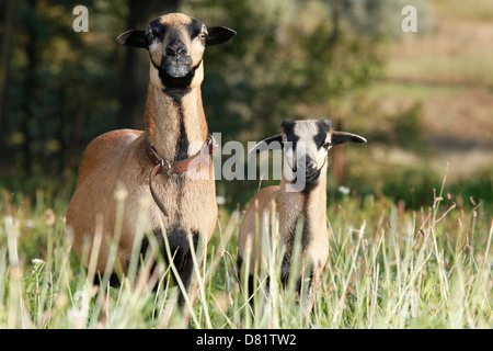 moutons Banque D'Images