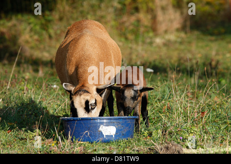 moutons Banque D'Images