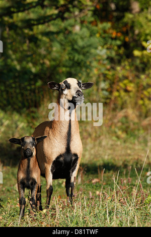 moutons Banque D'Images