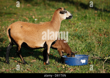 moutons Banque D'Images