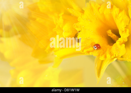 Coccinelle sur les belles jonquilles jaune avec la lumière du soleil Banque D'Images