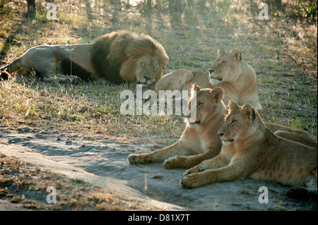 Lion mâle et big d'oursons se reposant dans la brousse. Le Zimbabwe. Banque D'Images